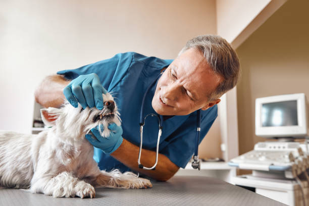 , CA Emergency Dental Service Company